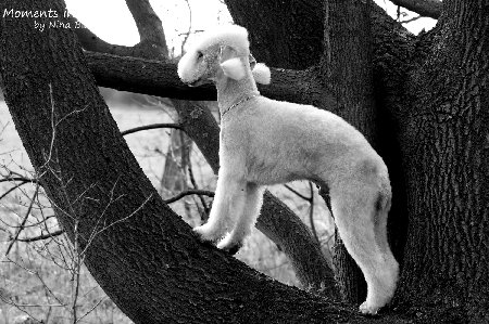 2010-04-02 Airis Blue Volshebny Svet (13)SWklein.JPG